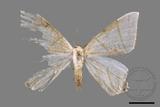 ǦW:Ourapteryx clara formosana