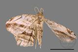 ǦW:Chiasmia acutaria