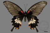 ǦW:Papilio memnon heronus