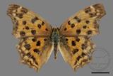 ǦW:Polygonia c-aureum lunulata