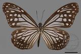 中文種名:姬小紋青斑蝶