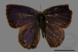 ǦW:Narathura japonica kotoshona