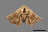 ǦW:Bombyx mandarina formosana