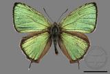 ǦW:Chrysozephyrus esakii