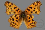 ǦW:Polygonia c-aureum lunulata