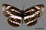 ǦW:Neptis hylas luculenta