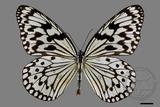 中文種名:大白斑蝶