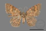 ǦW:Hydrelia bicolorata