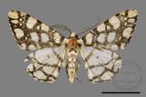 ǦW:Alcis maculata