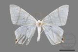 ǦW:Ourapteryx similaria horishana