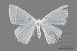 ǦW:Ourapteryx caecata