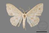 ǦW:Scopula formosana