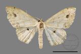 ǦW:Scopula proximaria indigenata