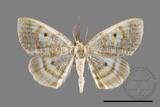 ǦW:Euchristophia cumulata meridionalis