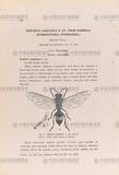 gW:Hoplisus gaoganus n. sp. from Formosa (Hymenoptera, Sphecoidea)