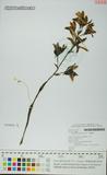 中文種名:黃鶴蘭學名:Phaius flavus (Blume) Lindl.