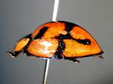 中文種名:六斑異瓢蟲