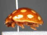 中文種名:四斑裸瓢蟲