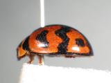 中文種名:六斑月瓢蟲