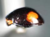 中文種名:姬雙紋小黑瓢蟲