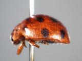 ǦW:Henosepilachna vigintioctopunctata (Fabricius, 1775)