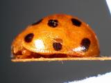 ǦW:Henosepilachna vigintioctopunctata (Fabricius, 1775)