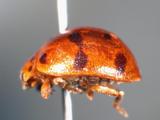 ǦW:Henosepilachna vigintioctopunctata (Fabricius, 1775)