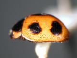 中文種名:四斑廣盾瓢蟲