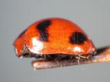 ǦW:Rodolia formosana Korschefsky, 1935