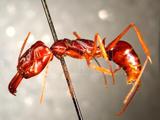 中文種名:高山鋸蟻