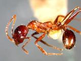 中文種名:史威長腳蟻