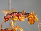 中文種名:蓬萊家蟻