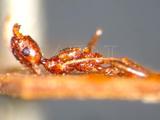 中文種名:歐尼大頭蟻