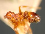 ǦW:Pheidole indica rotschana Forel, 1902