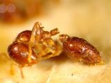 中文種名:懸巢舉尾蟻