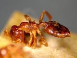 中文種名:懸巢舉尾蟻