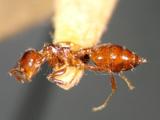 ǦW:Crematogaster (Crematogaster) nawai Ito, 1914