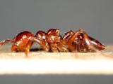 ǦW:Crematogaster (Physocrema) difformis difformis Smith, 1857