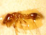 ǦW:Monomorium monomorium Bolton, 1987