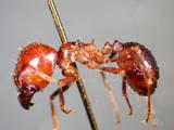 中文種名:小紅蟻