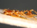 中文種名:小紅蟻