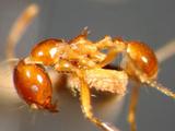 中文種名:分叉擬大頭蟻