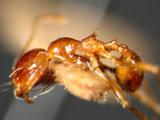 中文種名:分叉擬大頭蟻
