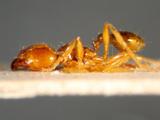 中文種名:矢野擬大頭蟻