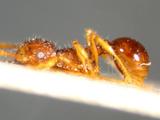 ǦW:Pristomyrmex punctatus (Smith, 1860)