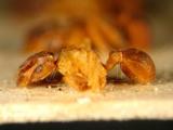 ǦW:Cyphomyrmex rimosus (Spinola, 1851)