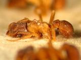 ǦW:Cyphomyrmex rimosus (Spinola, 1851)