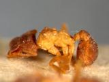 ǦW:Cyphomyrmex rimosus (Spinola, 1851)