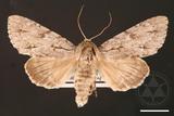 ǦW:Acronicta gigasa