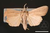 ǦW:Mythimna percussa